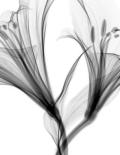 Digital presence for creatives